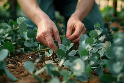 Secrets de jardinage : réussir sa bouture d’eucalyptus en 5 étapes