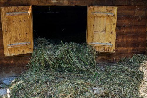 L’importance des abris d’herbage en bois pour les animaux