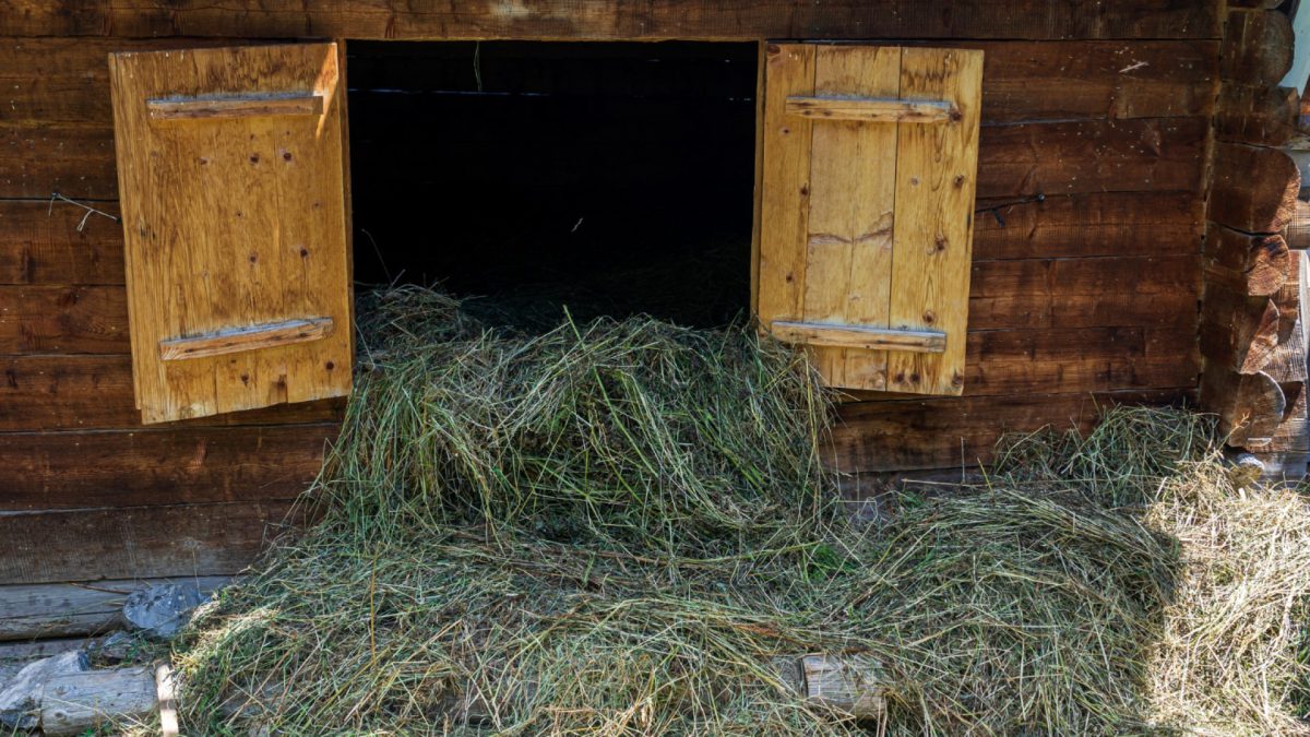 L’importance des abris d’herbage en bois pour les animaux