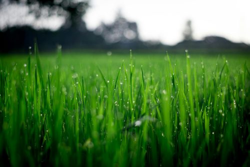 Les broyeurs de végétaux : votre allié pour un jardin impeccable.