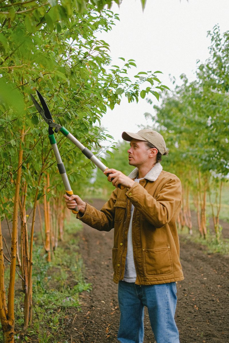 Choisissez le meilleur élagueur dans l’ain pour vos arbres